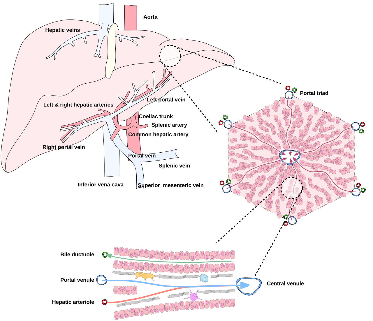 Diagrama de anatomía vascular del hígado